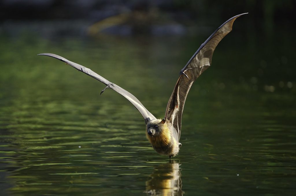 Grey headed flying fox (Pteropus poliocephalus)