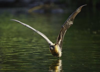 Grey headed flying fox (Pteropus poliocephalus)