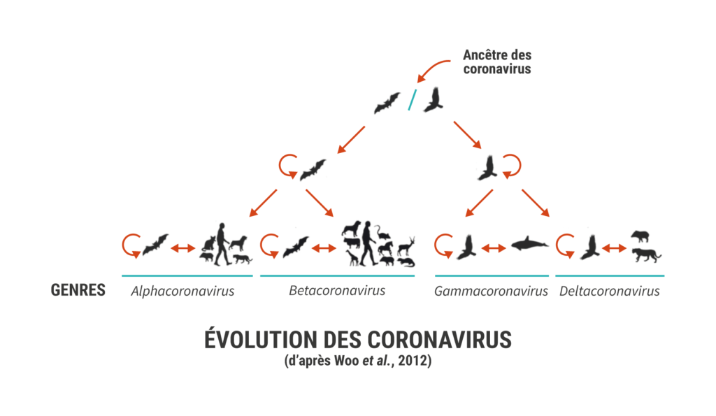 Evolution coronavirus
