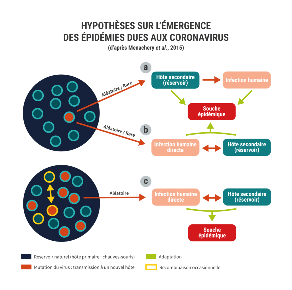 Emergence coronavirus