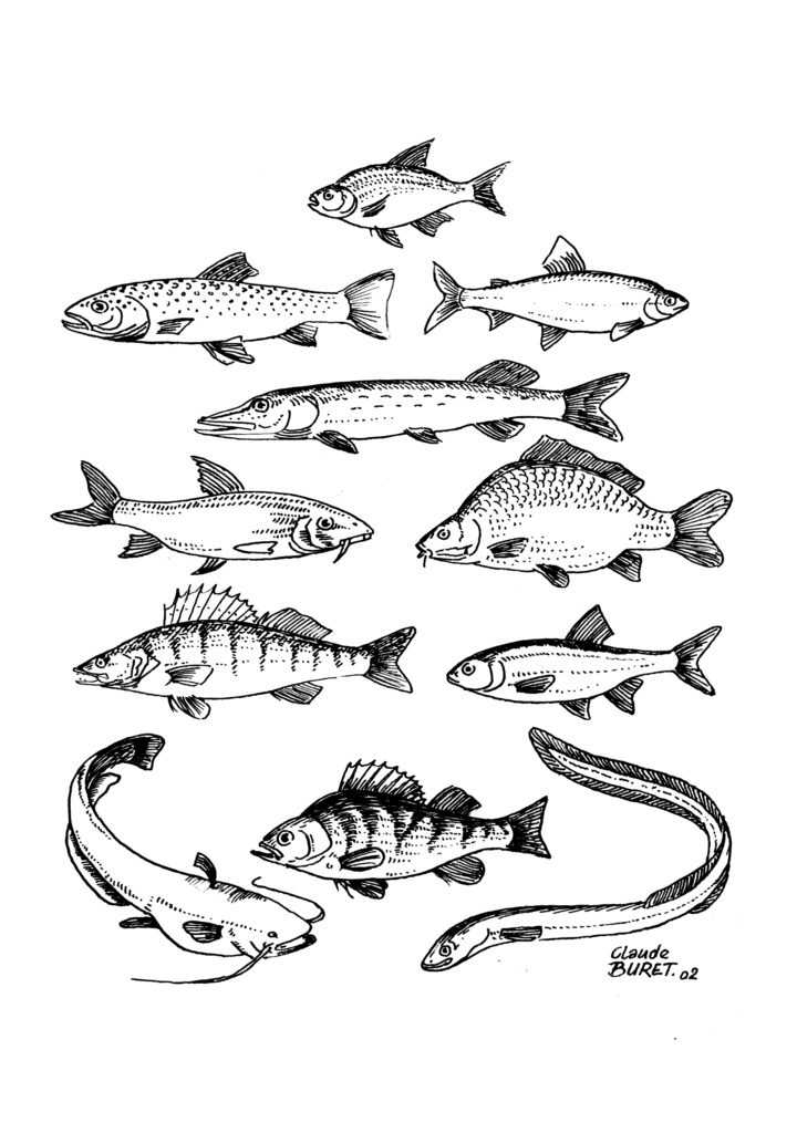 Le petit livre de la pêche des carnassiers (brochet, perche, sandre, silure)