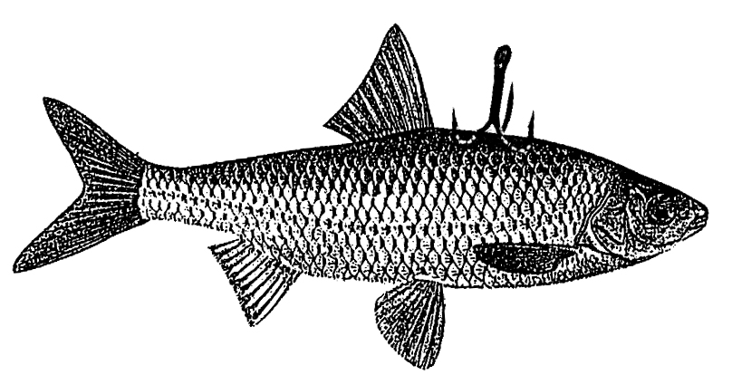 peche vif