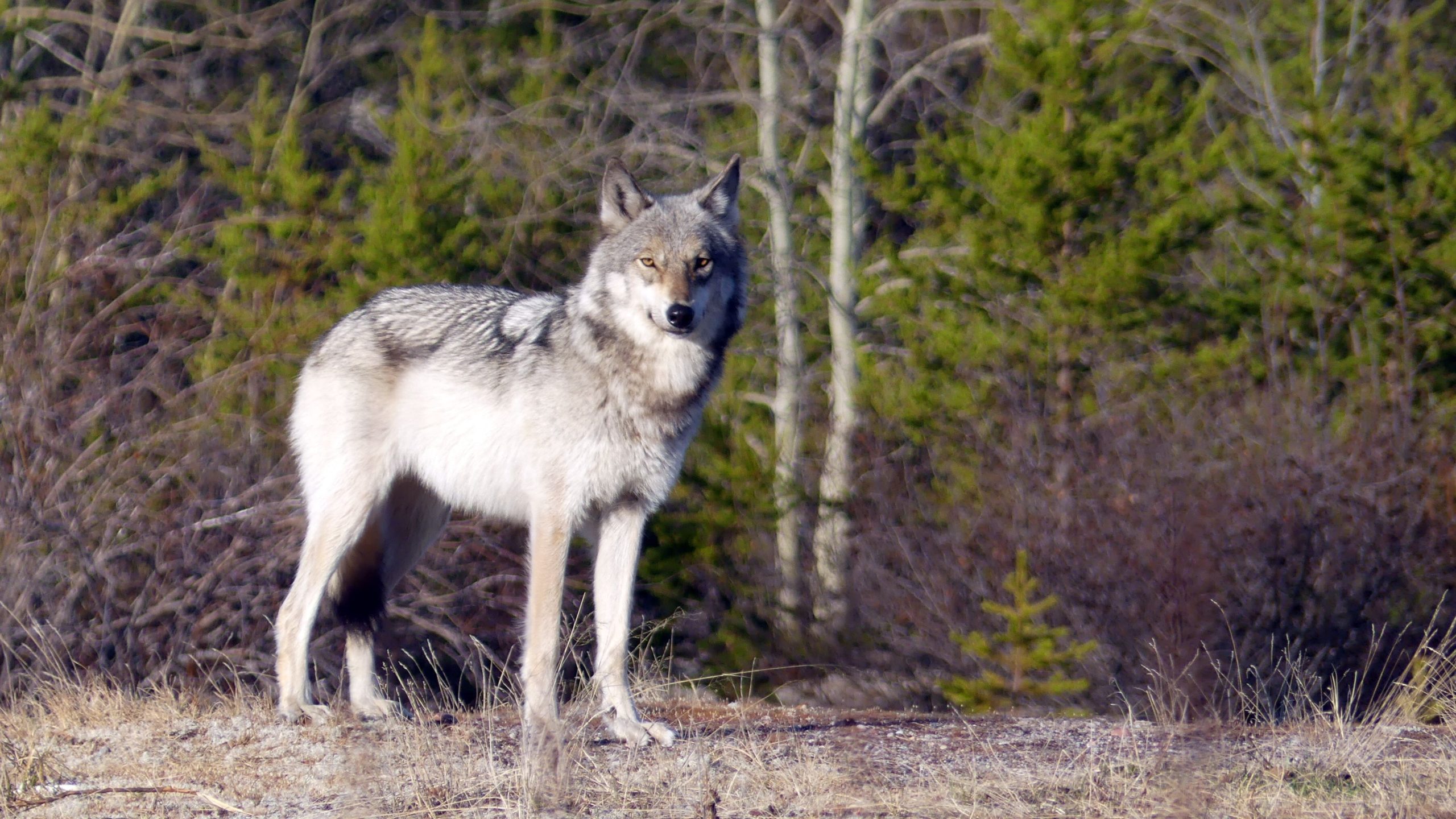 Réintroduction du loup : des bénéfices inattendus à Yellowstone