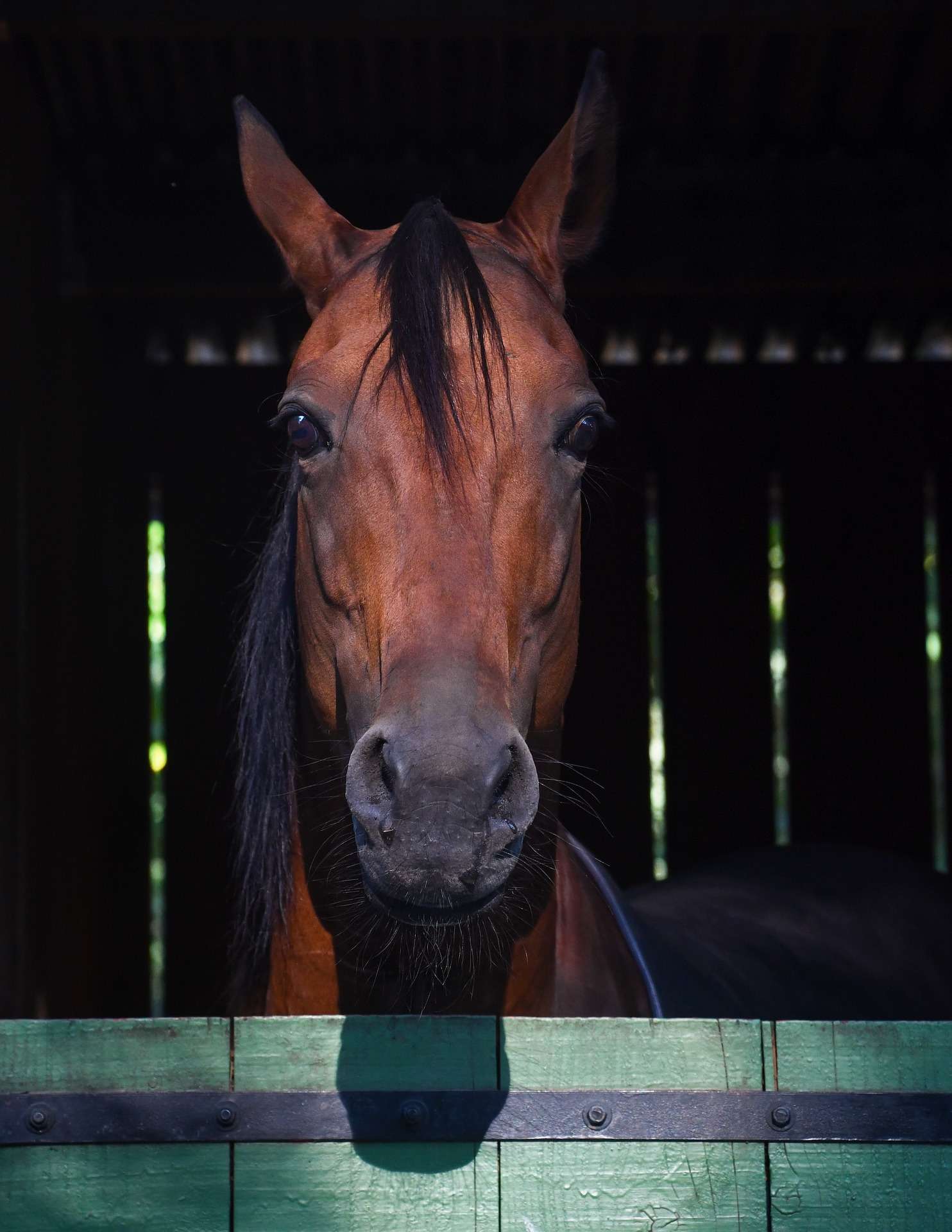 Comment On Dit Cheval En Anglais Le bien-être des chevaux en centres équestres