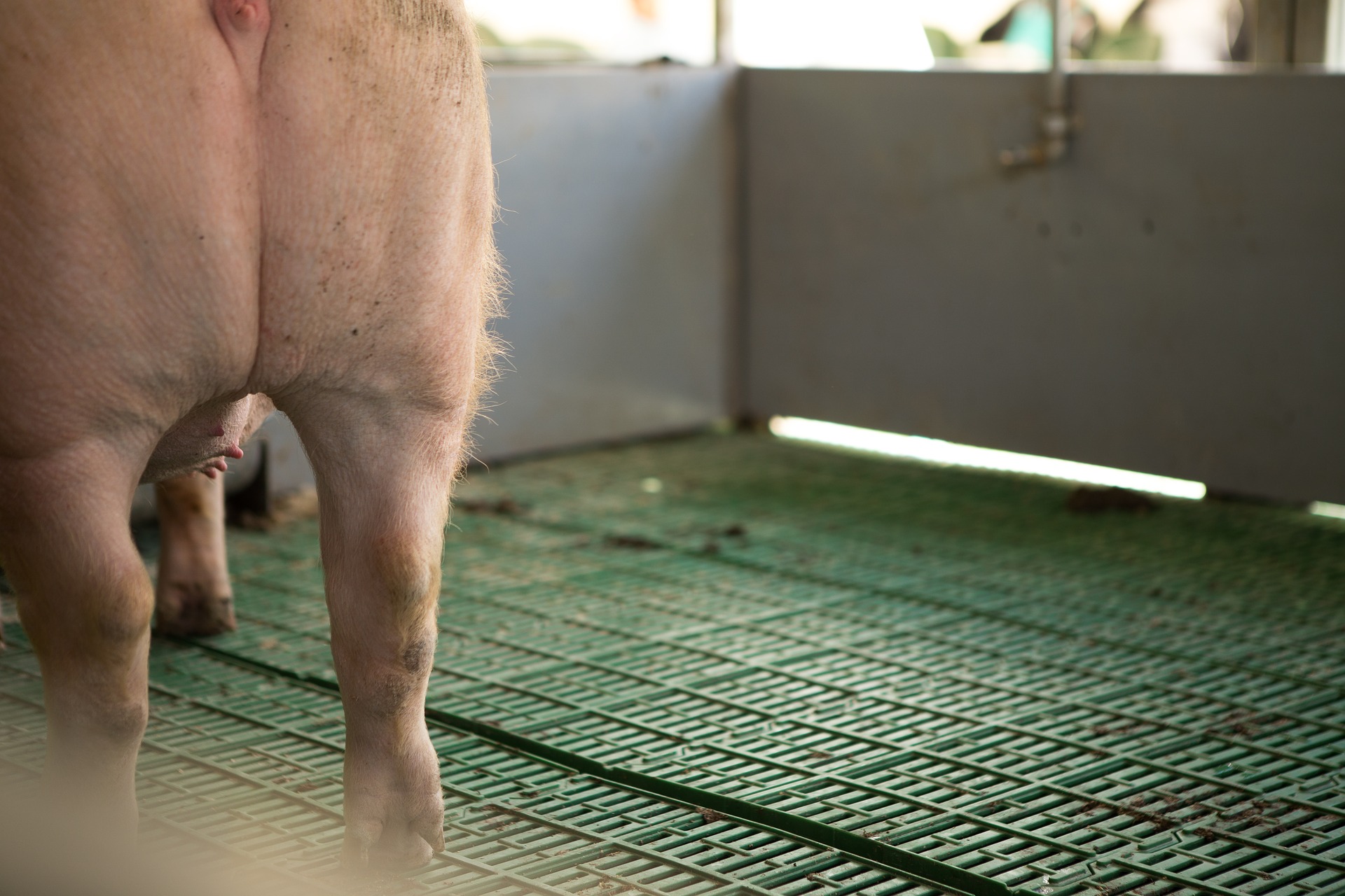 Avez-vous le droit d'abattre le cochon à la maison ?