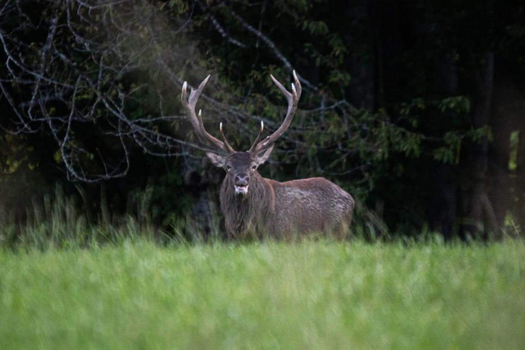 Cerf et chasseur