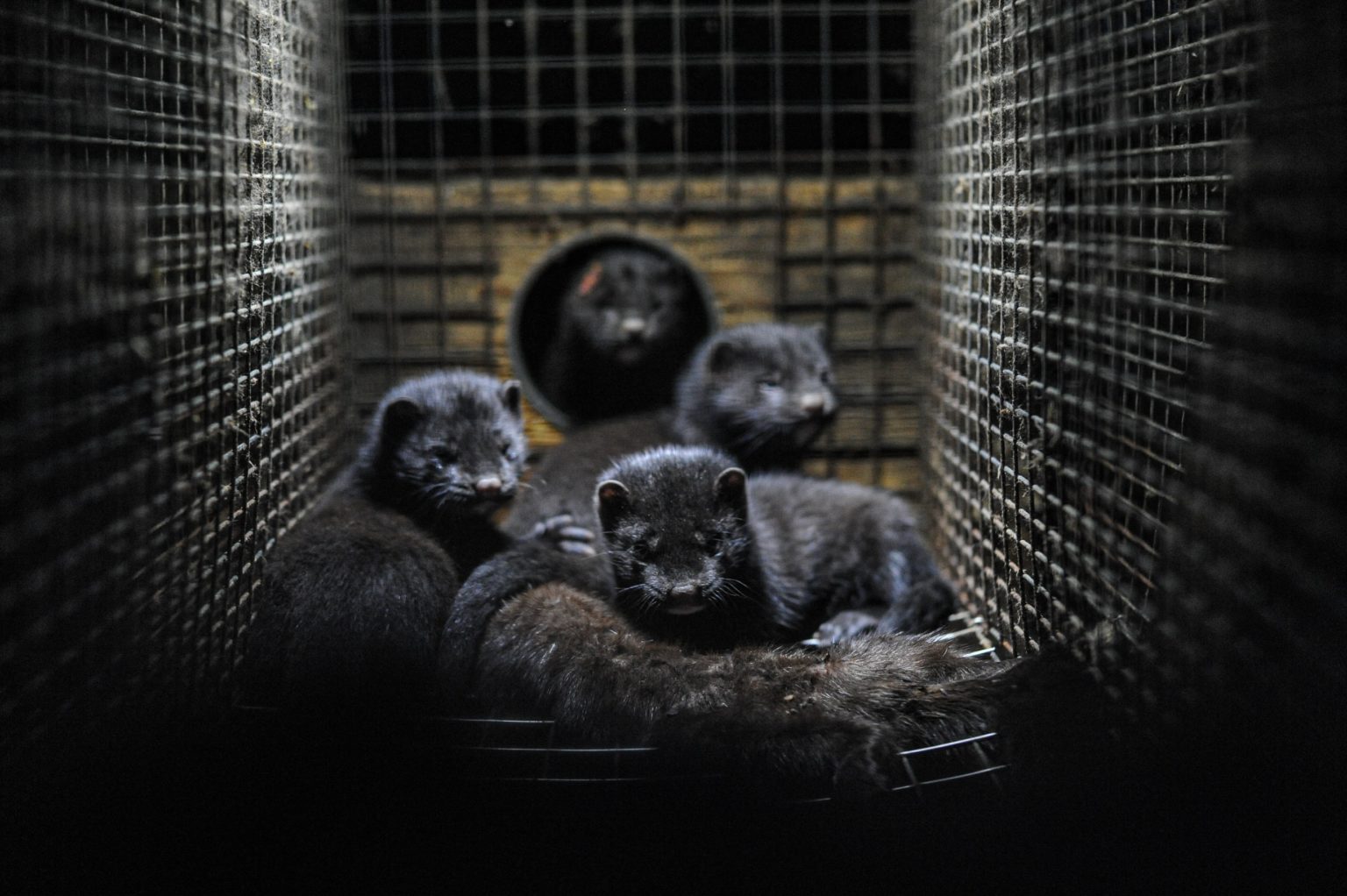 Loi sur la maltraitance animale des avancées historiques