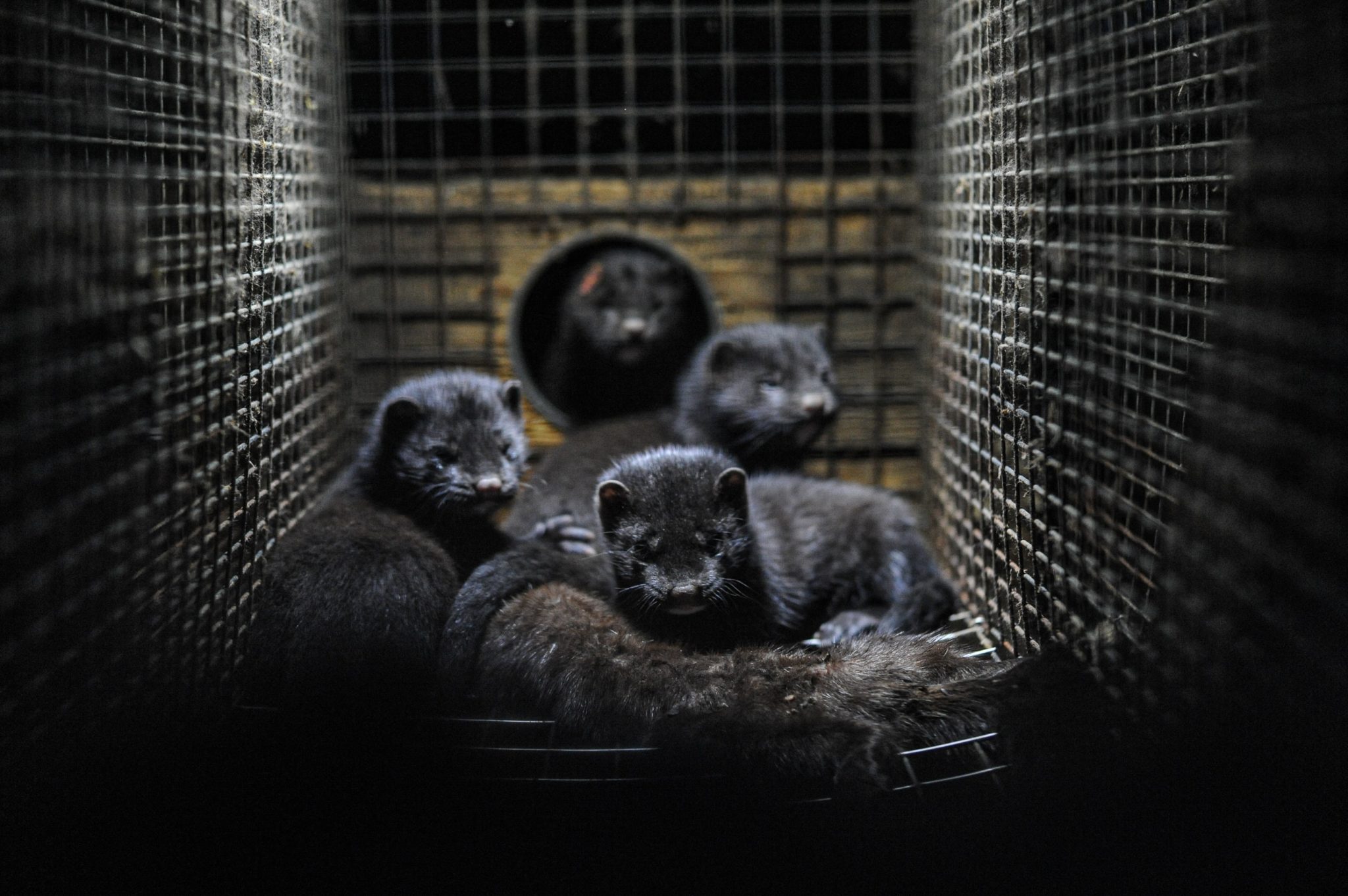 Loi sur la maltraitance animale des avancées historiques