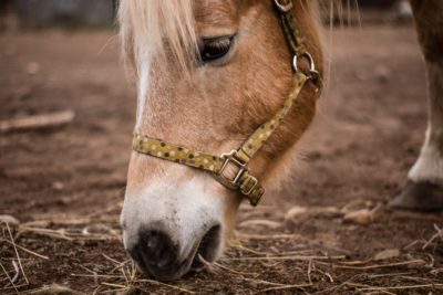 La loi sur la maltraitance animale interdit les carrousels à poneys