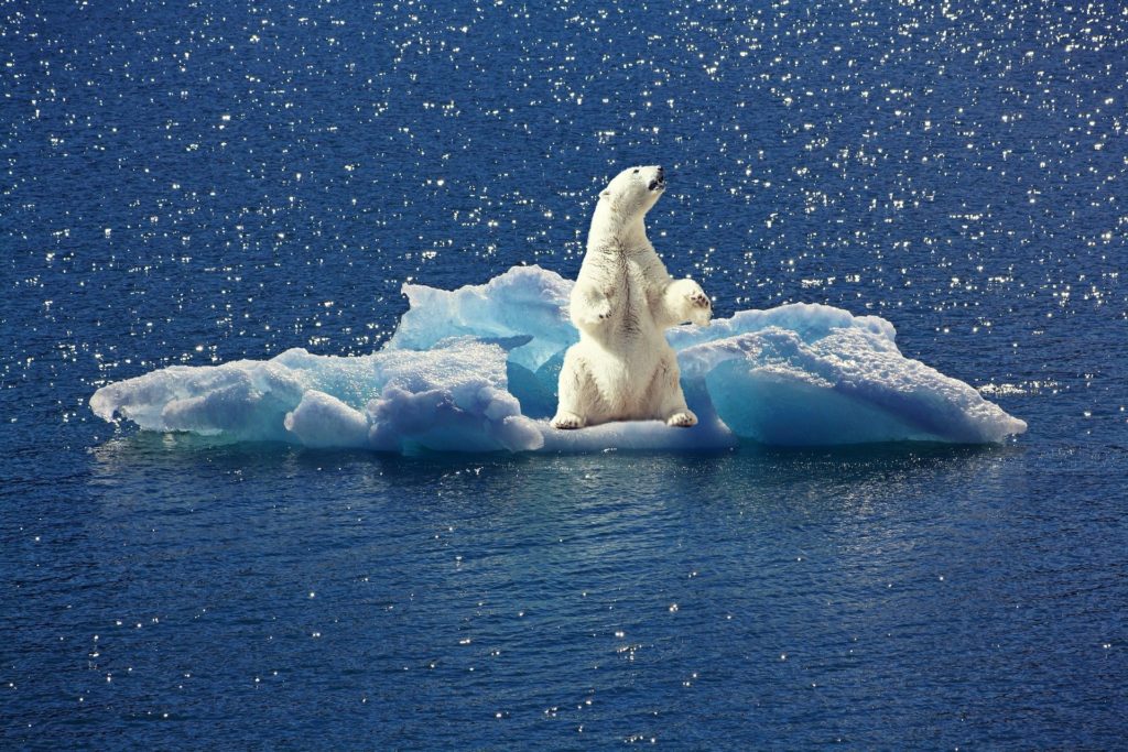 Faune polaire : les animaux du Grand Nord et de l'Antarctique