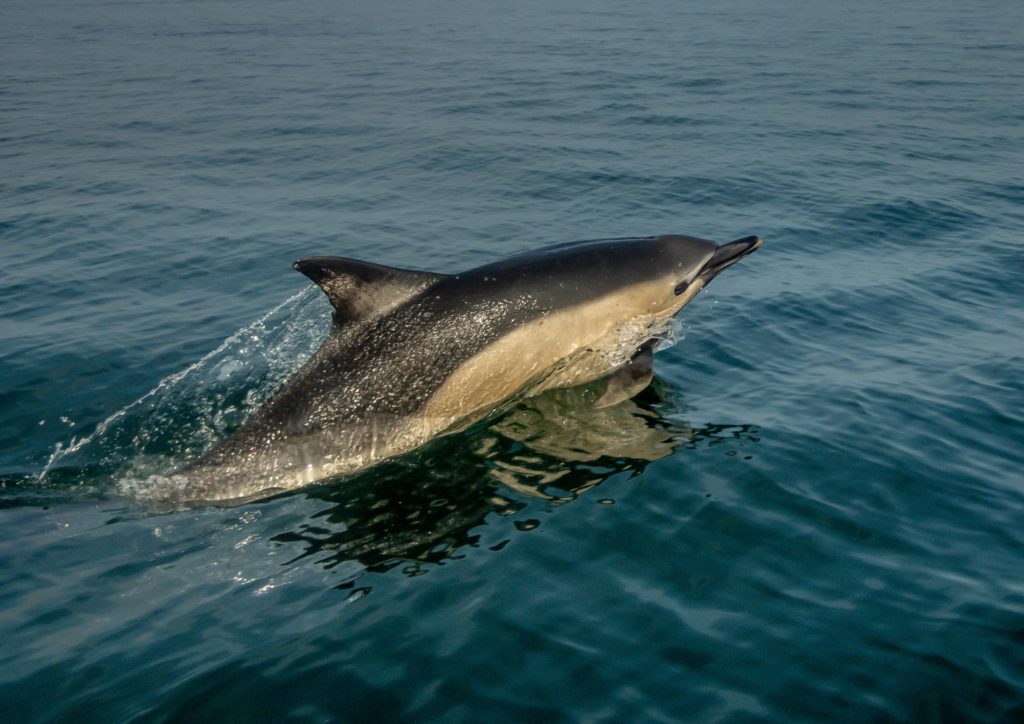 Les dauphins communs sont les principaux cétacés échoués sur les côtes françaises