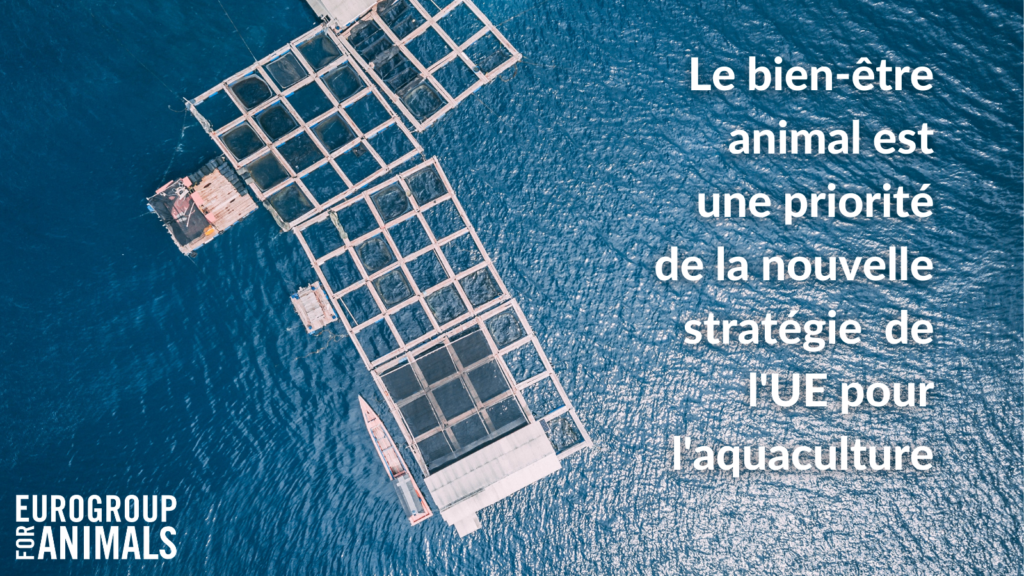 Le bien-être animal est une priorité de la nouvelle stratégie de l'UE pour l'aquaculture