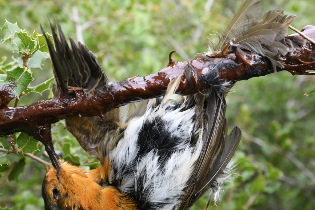 Rouge-gorge retrouvé mort collé sur une branche par la glu