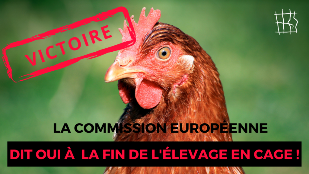 La Commission européenne dit oui à la fin de l'élevage en cage