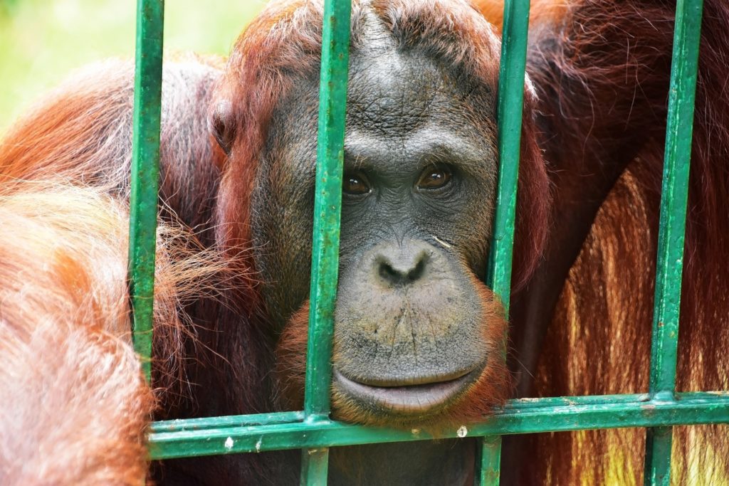 Dépression, optimisme… ou comment les conditions de captivité influencent  le moral des animaux