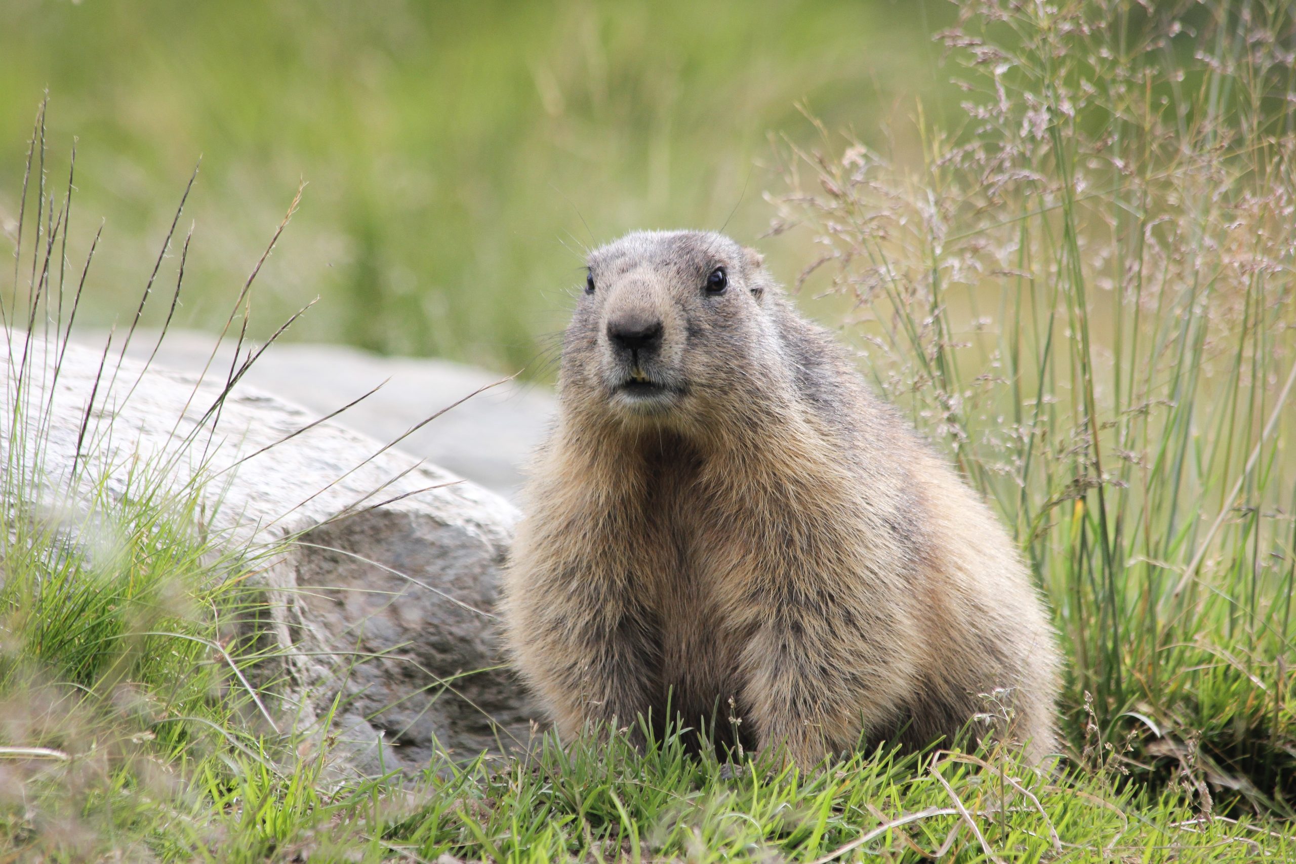 Comment continuer à justifier la chasse à la marmotte