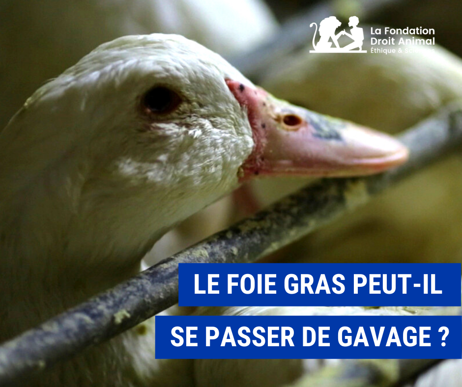 Foie gras - Les alternatives au gavage déçoivent - Actualité - UFC