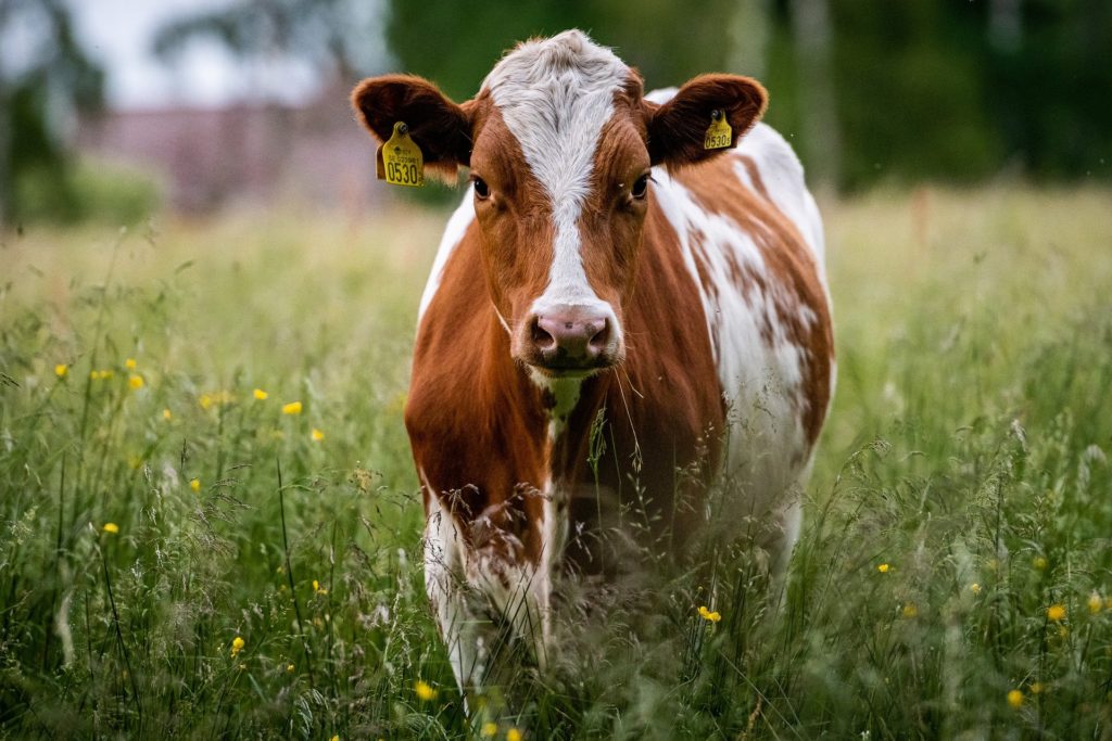 Vache au pré