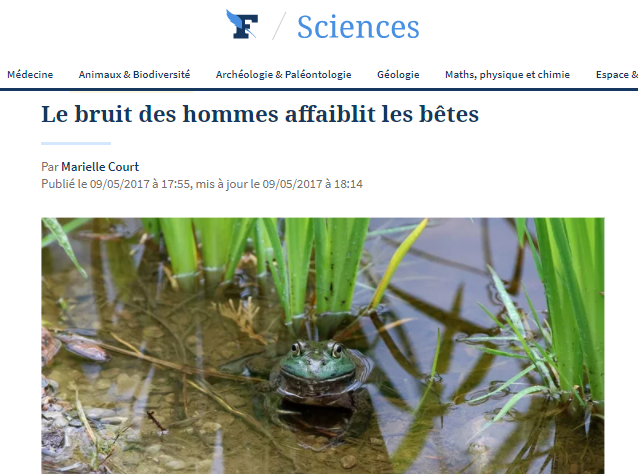 grenouille