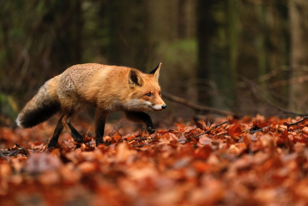 Représentations sociales sur l'animal nuisible