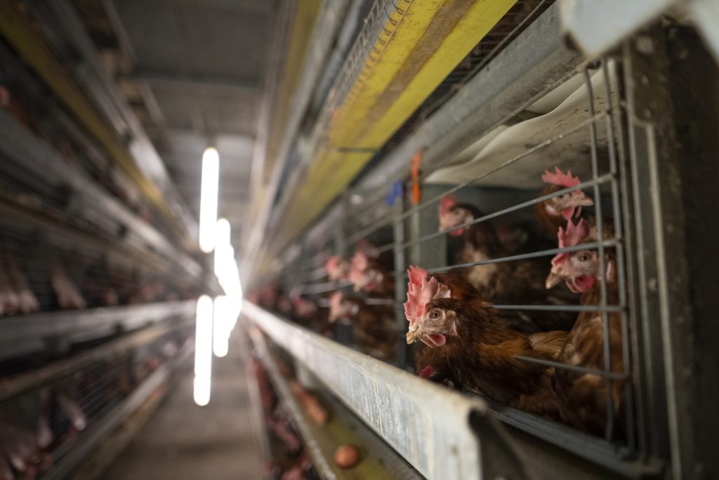 Poules pondeuses cages