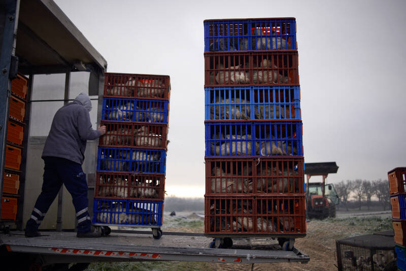 Dans une ferme de canards du Lot-et-Garonne. (Alain Pitton /NurPhoto. AFP)