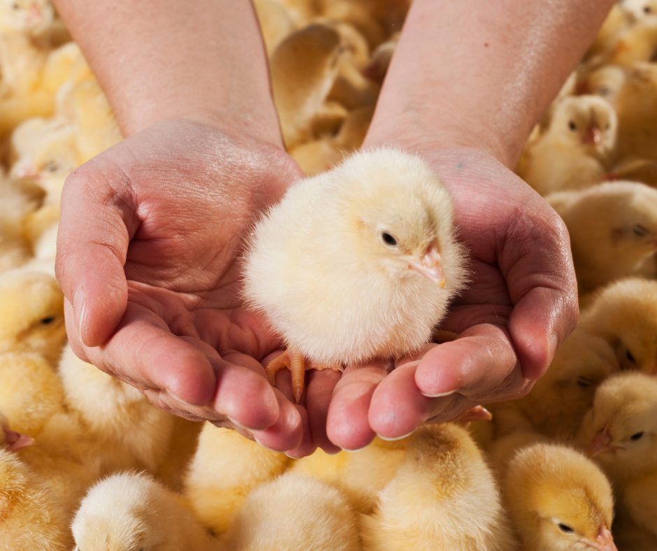 Après des années de combat, la fin de l’élimination des poussins mâles est proche. C’est une belle victoire qui attend la fin 2022 !