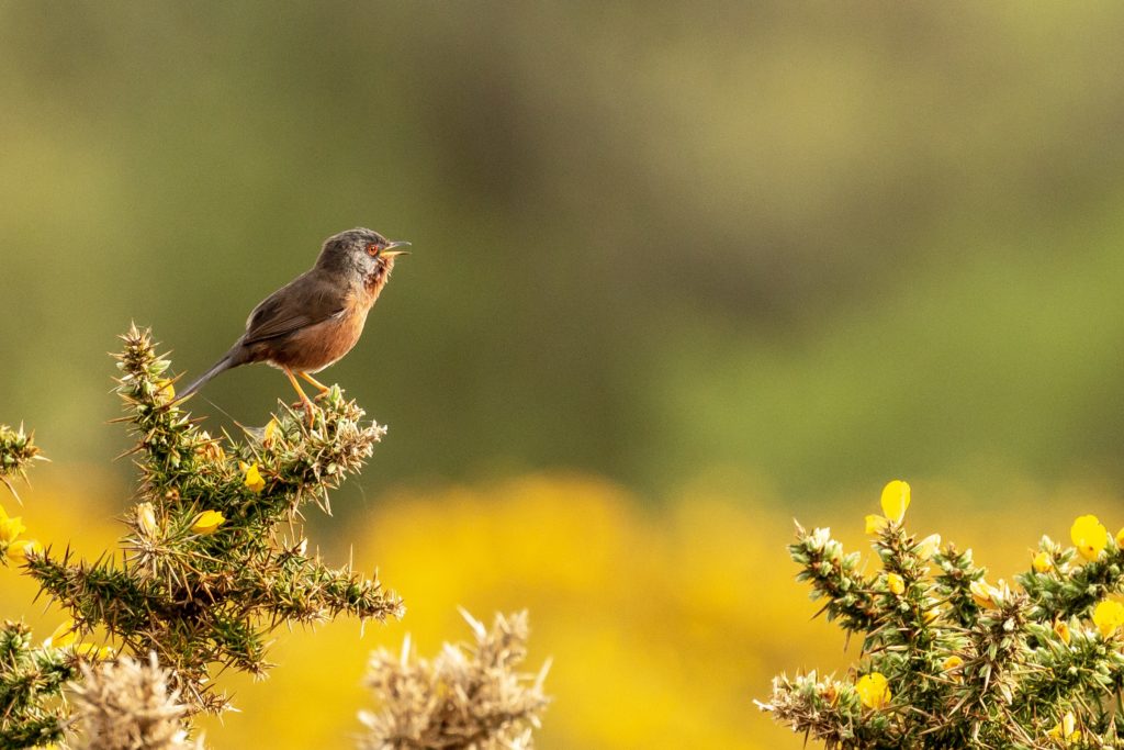 animaux sauvages espace