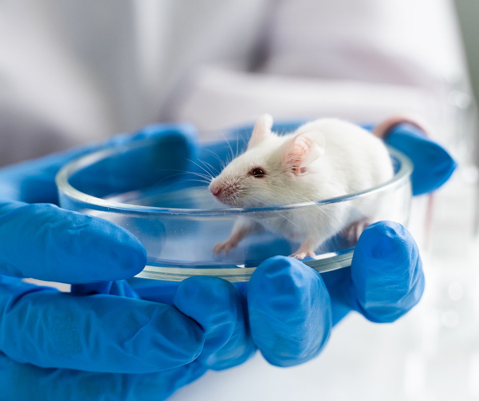 Les Suisses ont loupé une chance de se prononcer contre l’expérimentation animale. Une telle décision aurait pourtant été historique.