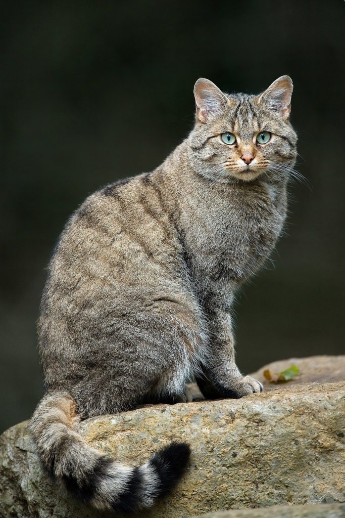 animaux sauvages espace