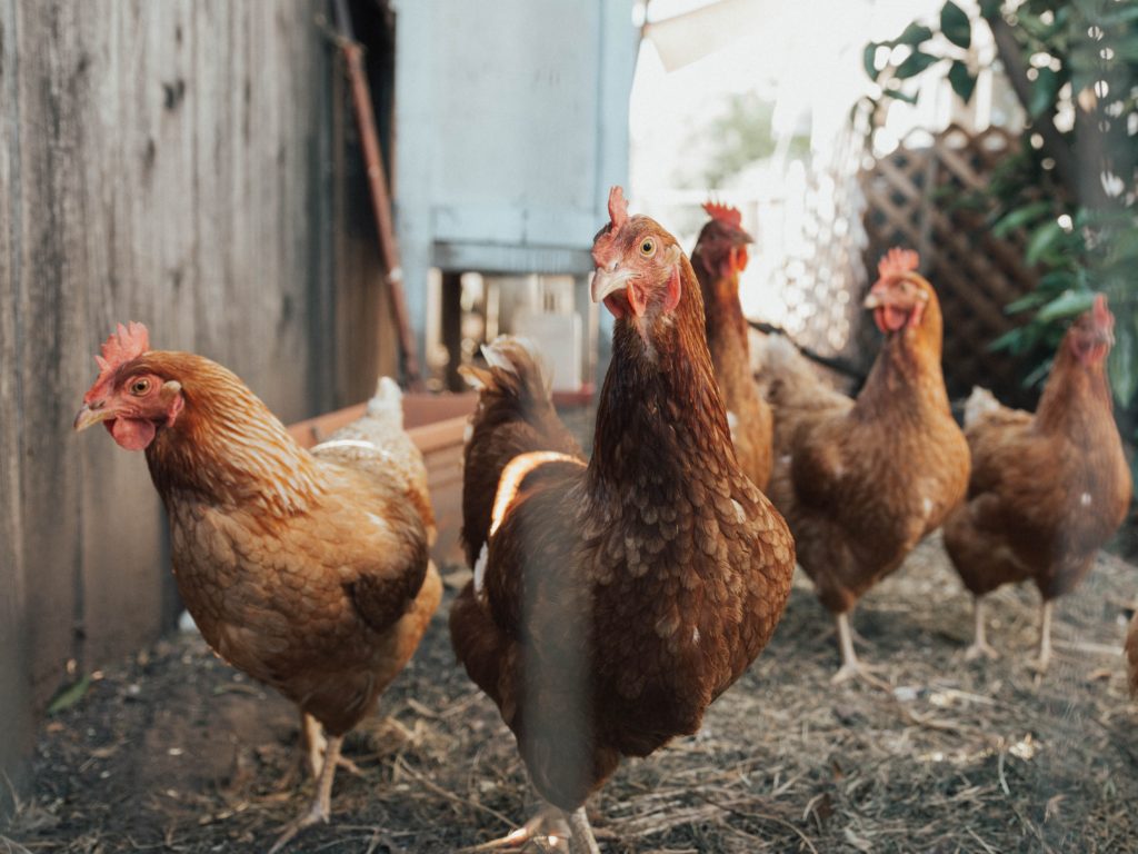 Image poules étiquette bien être animal