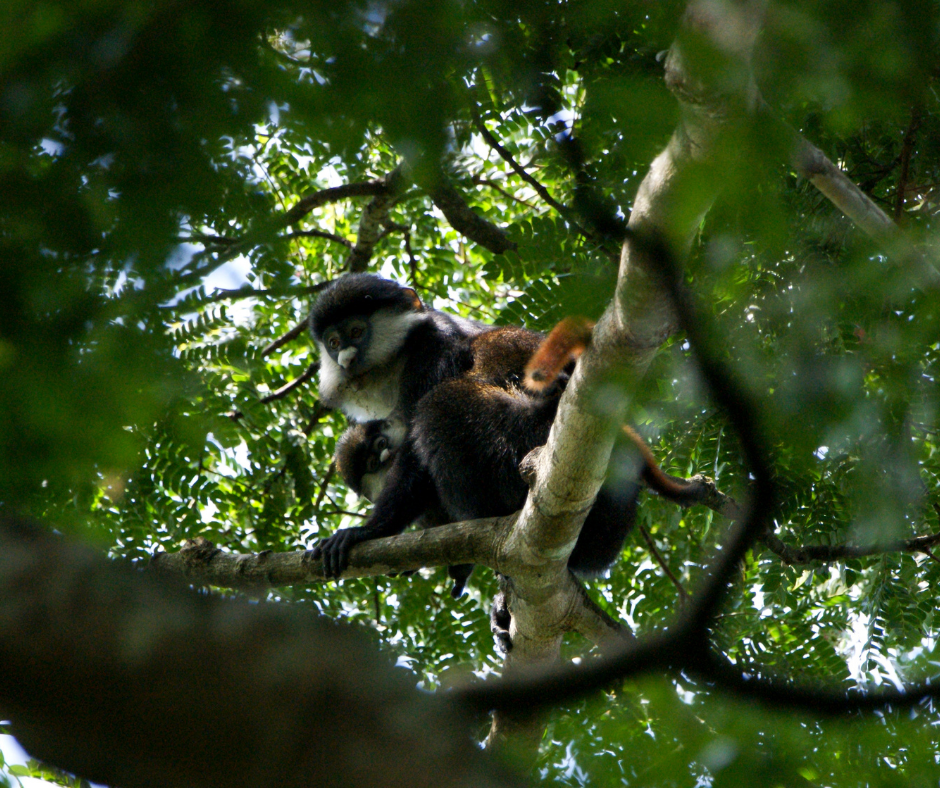 variole du singe à queue rousse 