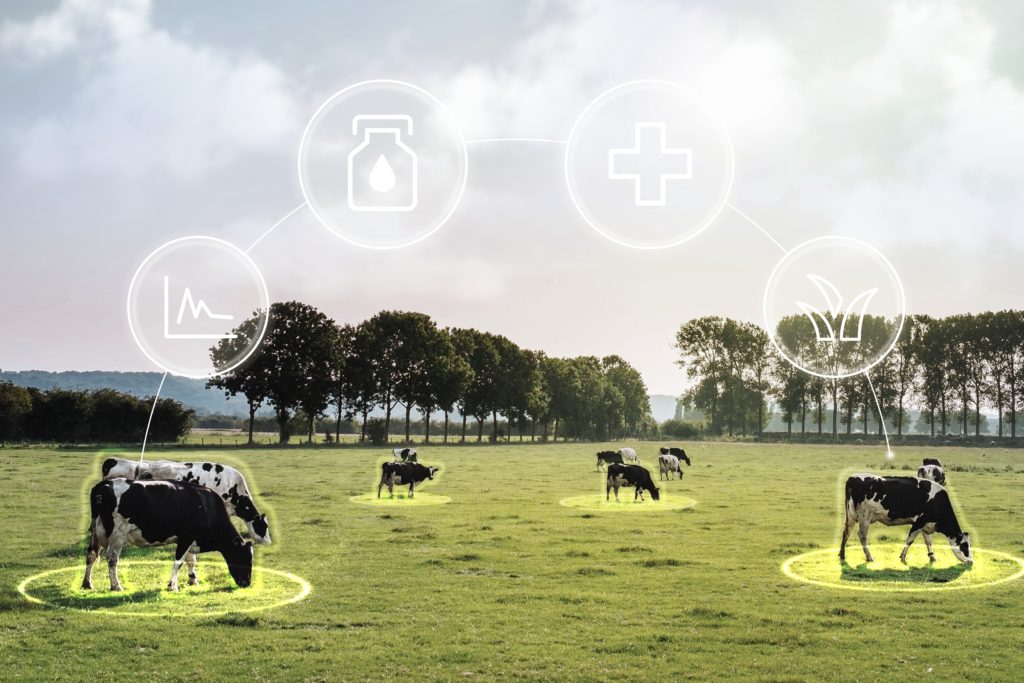 Smart dairy farming with agriculture IoT