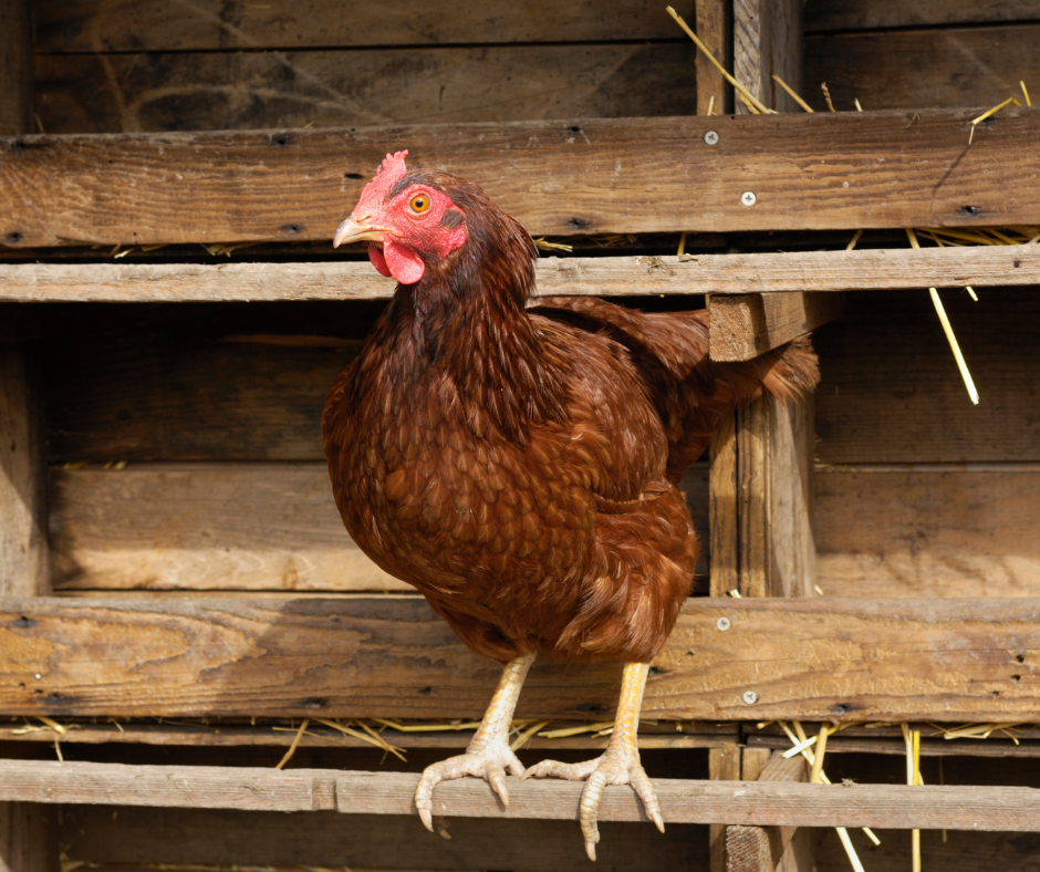 Poules et poulets : des animaux bien perchés