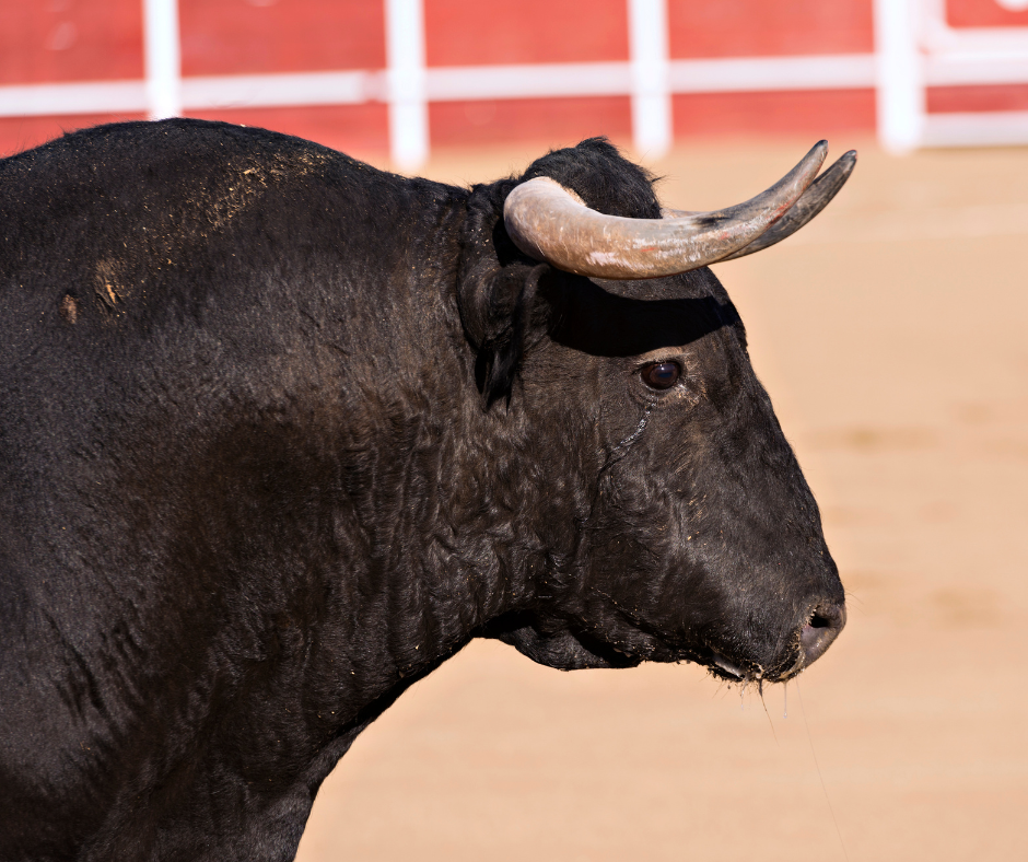 Corrida CP 24 novembre