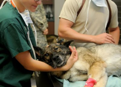 chien soins vétérinaires