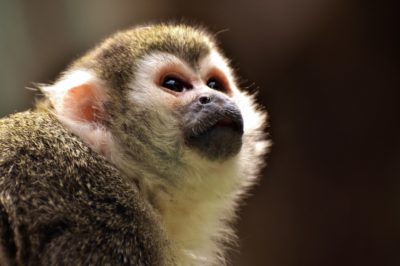 Le capucin, petit primate de la famille des cébidés