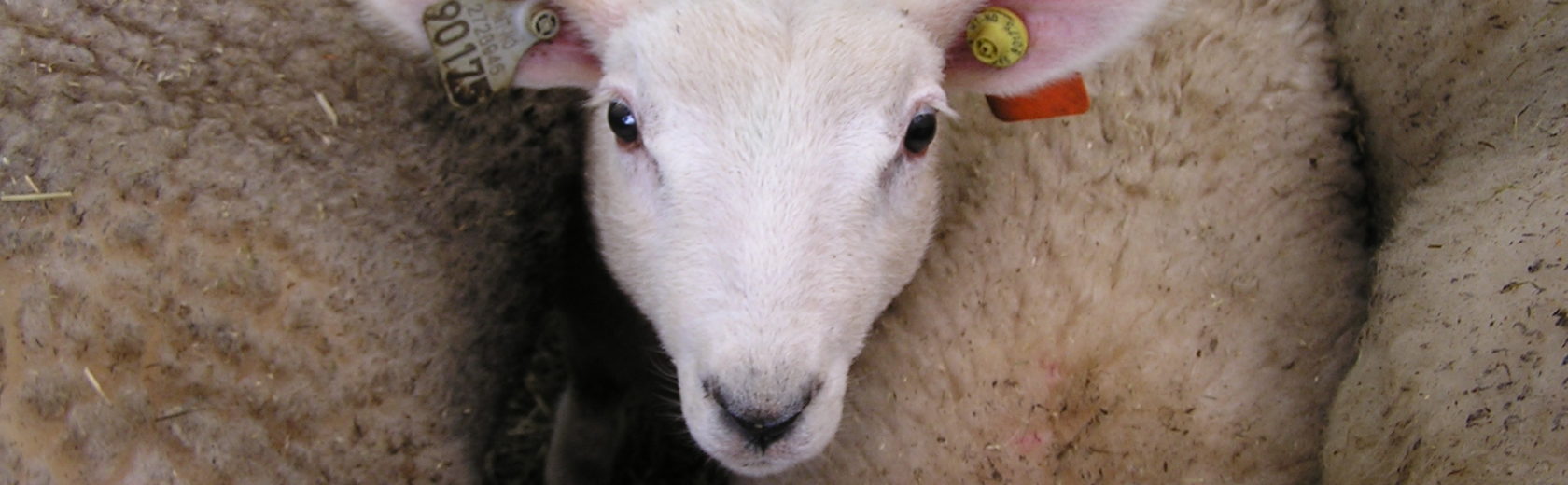 mouton agneau