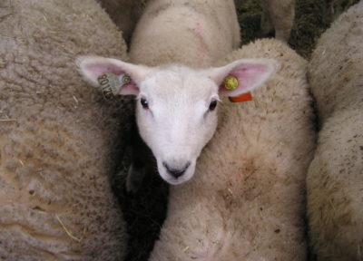 mouton agneau