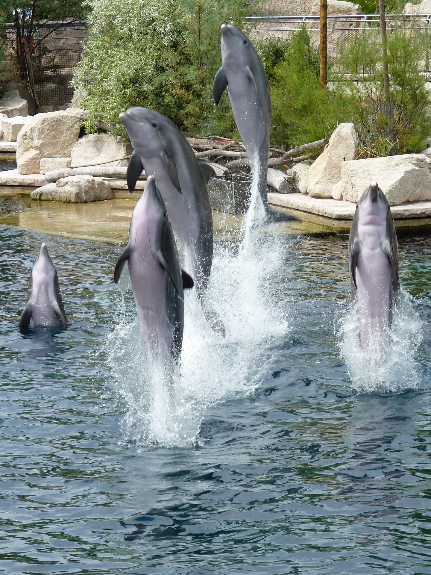 Delph Animals Delphinariums - La Fondation Droit Animal, Ethique et Sciences