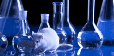 rat laboratoire