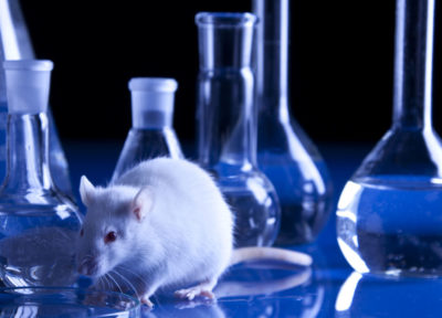 rat laboratoire