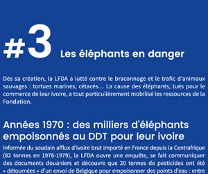 Les éléphants en danger