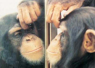 test miroir chimpanzé