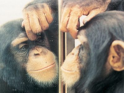 test miroir chimpanzé