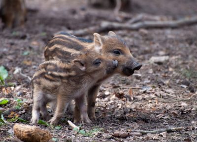 sanglier marcassin