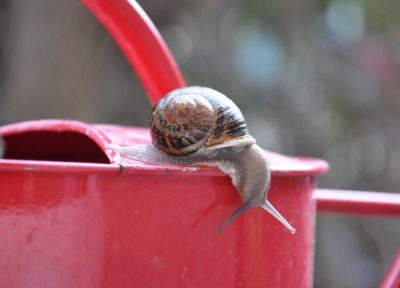 escargot sur un arrosoir