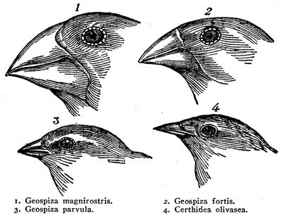 Pinsons des îles Galápagos