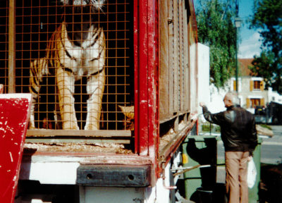 cirques animaux sauvages captifs tigre
