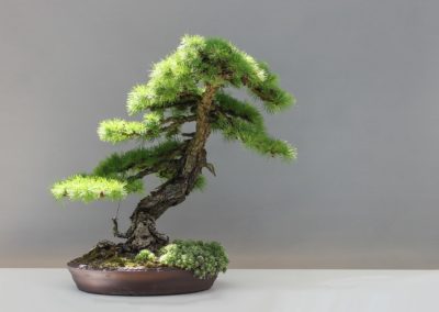 bonsai